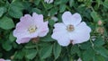 White and pink color wildflower blooming in garden Royalty Free Stock Photo