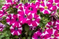 Petunia flowers in in a jardiniere