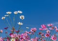 White and pink cosmos flowers blooming on blue sky background Royalty Free Stock Photo