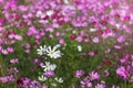 White and pink cosmos flowers blooming in the field