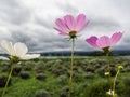 White and pink cosmos sulphureus flower on blur mountain and lake background Royalty Free Stock Photo