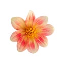 White and pink Dahlia flower \