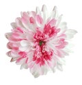 White and pink dahlia flower, white isolated background with clipping path.   Closeup.  no shadows.  For design. Royalty Free Stock Photo