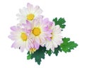 White Pink Daisy Flower Daisies Floral Flowers Royalty Free Stock Photo