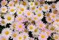 White and pink daisy flowers Royalty Free Stock Photo