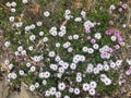 White and pink daisy like flowers growing wild Royalty Free Stock Photo