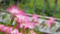 White pink dandelions at botanic garden