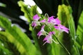 White Pink Dendrobium phalaenopsis hybrid orchid Royalty Free Stock Photo