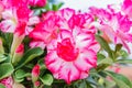 White and pink Desert Flower, adenium obesum