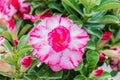 White and pink Desert Flower, adenium obesum