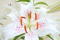 White dotted lily Muscadet - natural colours Royalty Free Stock Photo