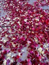 White and pink dried tea rose petals background