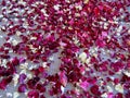 White and pink dried tea rose petals over drier mesh