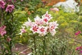 White Pink Easter Lily flowers in garden. Lilies blooming close up Royalty Free Stock Photo