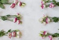 White-pink Eustoma flowers on a white background. Conception holiday, March 8, Mother`s Day.