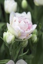 Delicate family tulip with buds