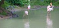 White-pink flamingo in park Royalty Free Stock Photo