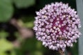 White pink Flower ball of the leek plant Allium with insects, text free space left, shallow depth of field, selective focus Royalty Free Stock Photo