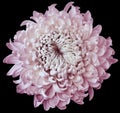 White-pink flower chrysanthemum isolated on black background. For design. Clearer focus. Closeup. Royalty Free Stock Photo