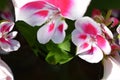 White with pink flower