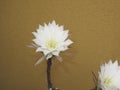 Echinopsis multiplex flowers blooming during the night Royalty Free Stock Photo