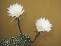 Echinopsis multiplex flowers blooming during the night Royalty Free Stock Photo