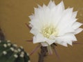 Echinopsis multiplex flowers blooming during the night Royalty Free Stock Photo