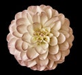 White-pink flower dahlia on the black background isolated with clipping path. Closeup. for design. Royalty Free Stock Photo