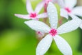 White and pink flower Kopsia rosea, fruticosa, fully blooming