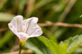 White with pink flower Morning Glory, close-up Royalty Free Stock Photo