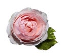 White-pink flower roses on a white isolated background with clipping path no shadows. Rose with green leaves. For design. Royalty Free Stock Photo