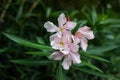 White-pink flower singl perl oleander. Large flower petals, green leaves.