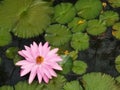 White pink flower Water lily Plantae, Sacred Lotus, Bean of India, Nelumbo, NELUMBONACEAE name flower in pond Large flowers oval b Royalty Free Stock Photo