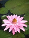 white pink flower Water lily Plantae, Sacred Lotus, Bean of India, Nelumbo, NELUMBONACEAE name flower in pond Large flowers oval b Royalty Free Stock Photo