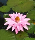 White pink flower Water lily Plantae, Sacred Lotus, Bean of India, Nelumbo, NELUMBONACEAE name flower in pond Large flowers oval b Royalty Free Stock Photo