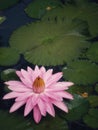 white pink flower Water lily Plantae, Sacred Lotus, Bean of India, Nelumbo, NELUMBONACEAE name flower in pond Large flowers oval b Royalty Free Stock Photo