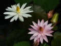 White pink flower Water lily Plantae, Sacred Lotus, Bean of India, Nelumbo, NELUMBONACEAE name flower in pond Large flowers oval b Royalty Free Stock Photo