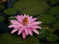 White pink flower Water lily Plantae, Sacred Lotus, Bean of India, Nelumbo, NELUMBONACEAE name flower in pond Large flowers oval b Royalty Free Stock Photo