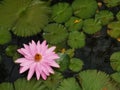 White pink flower Water lily Plantae, Sacred Lotus, Bean of India, Nelumbo, NELUMBONACEAE name flower in pond Large flowers oval b Royalty Free Stock Photo