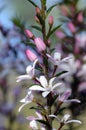 White and pink flowers of the Australian native Box Leaf Waxflower, Philotheca buxifolia