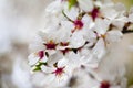 White and pink flowers background