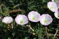 white and pink flowers of bindweed (lat. Convolvulus) in a forest clearing. summer wild flowers Royalty Free Stock Photo