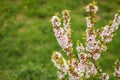 White with pink flowers of the cherry blossoms on a spring day in the park Royalty Free Stock Photo