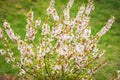 White with pink flowers of the cherry blossoms on a spring day in the park Royalty Free Stock Photo