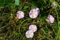 White and pink flowers of a field bindweed Royalty Free Stock Photo