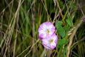 White and pink flowers of field bindweed, closeup Royalty Free Stock Photo