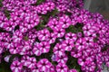 White-pink flowers from flower beds. Garden Phlox Phlox paniculata. Natural background. Garden Ornamental Plants Royalty Free Stock Photo