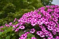 White-pink flowers from flower beds. Garden Phlox Phlox paniculata. Natural background. Garden Ornamental Plants Royalty Free Stock Photo