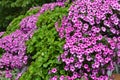 White-pink flowers from flower beds. Garden Phlox Phlox paniculata. Natural background. Garden Ornamental Plants Royalty Free Stock Photo