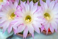 These are white-pink flowers. Royalty Free Stock Photo